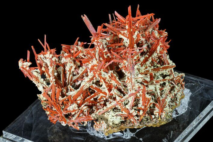 Bright Orange Crocoite Crystal Cluster - Tasmania #148536
